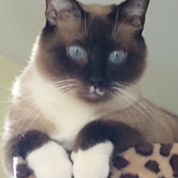 Meet your Posher, Darlene - Picture 8 of 16